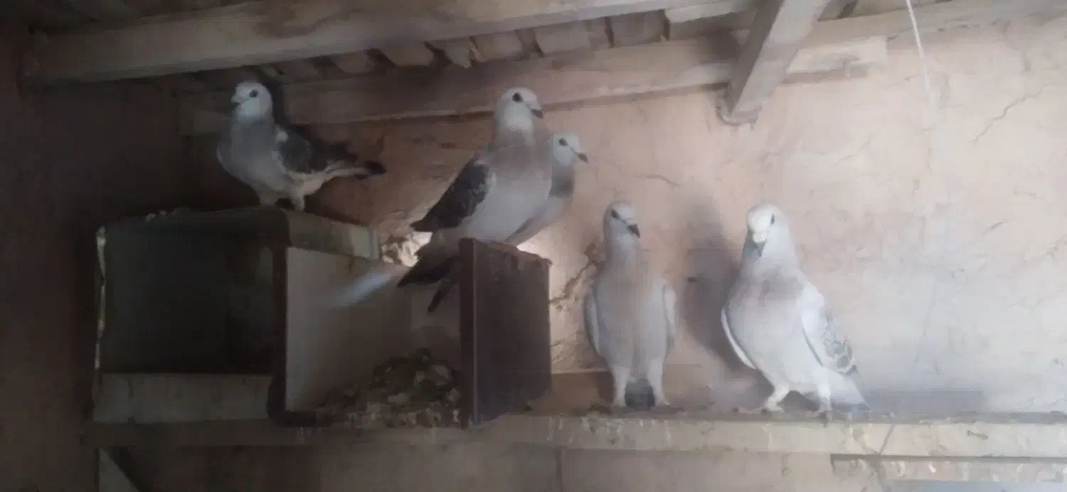 کفتر|پرنده|یزدان شهر, |دیوار