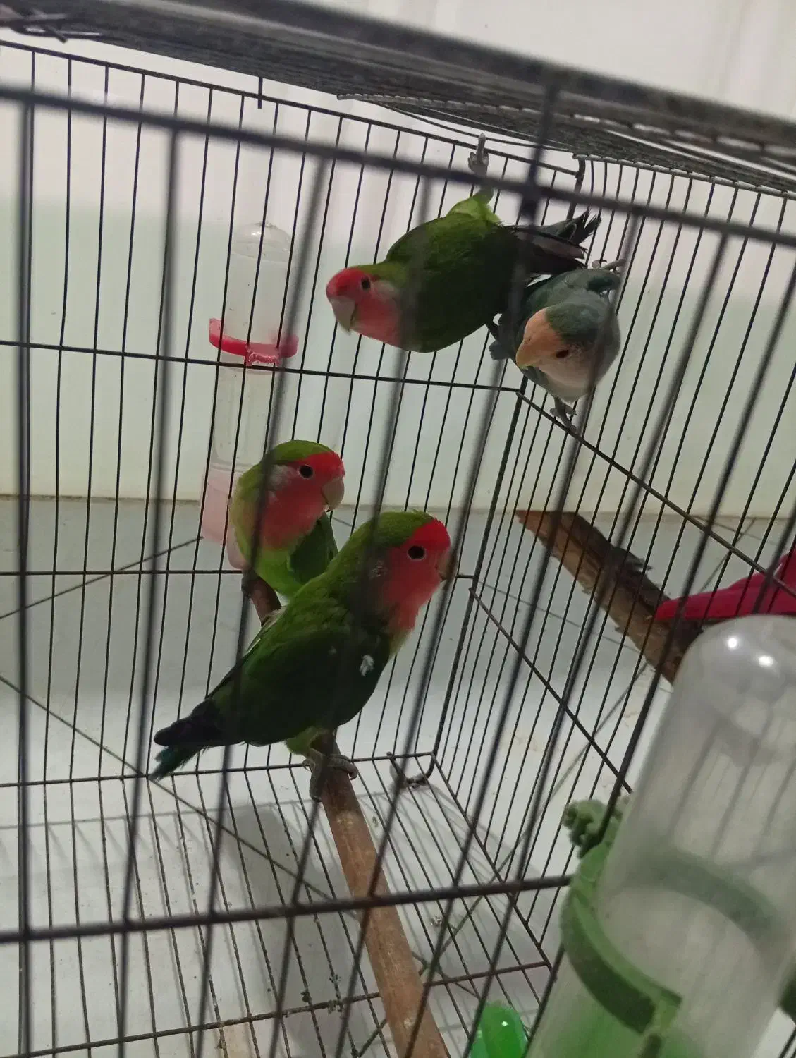 طوطی برزیلی|پرنده|ملارد, |دیوار