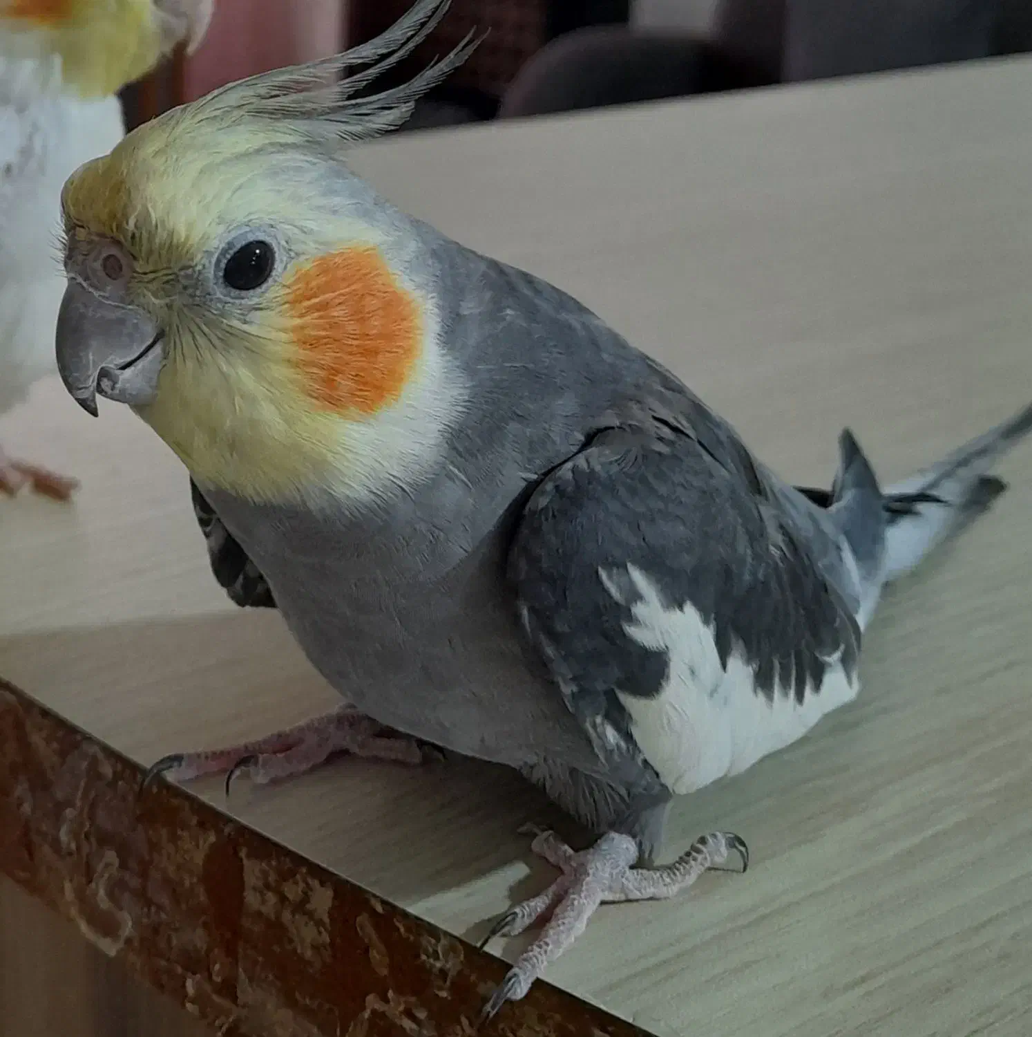 گمشده|حیوانات|چالوس, |دیوار