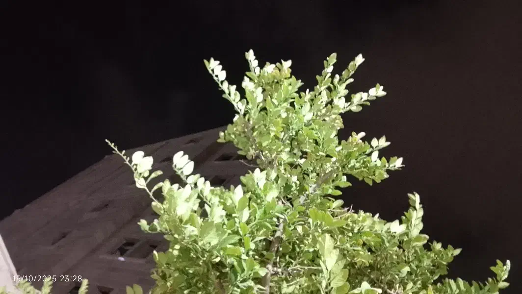 همخونه خ ا ن م|اجارهٔ آپارتمان|بندرعباس, |دیوار