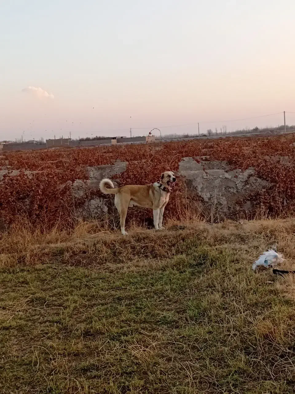 واگذاری سگ سرابی تاراز|سگ|چهاربرج, |دیوار