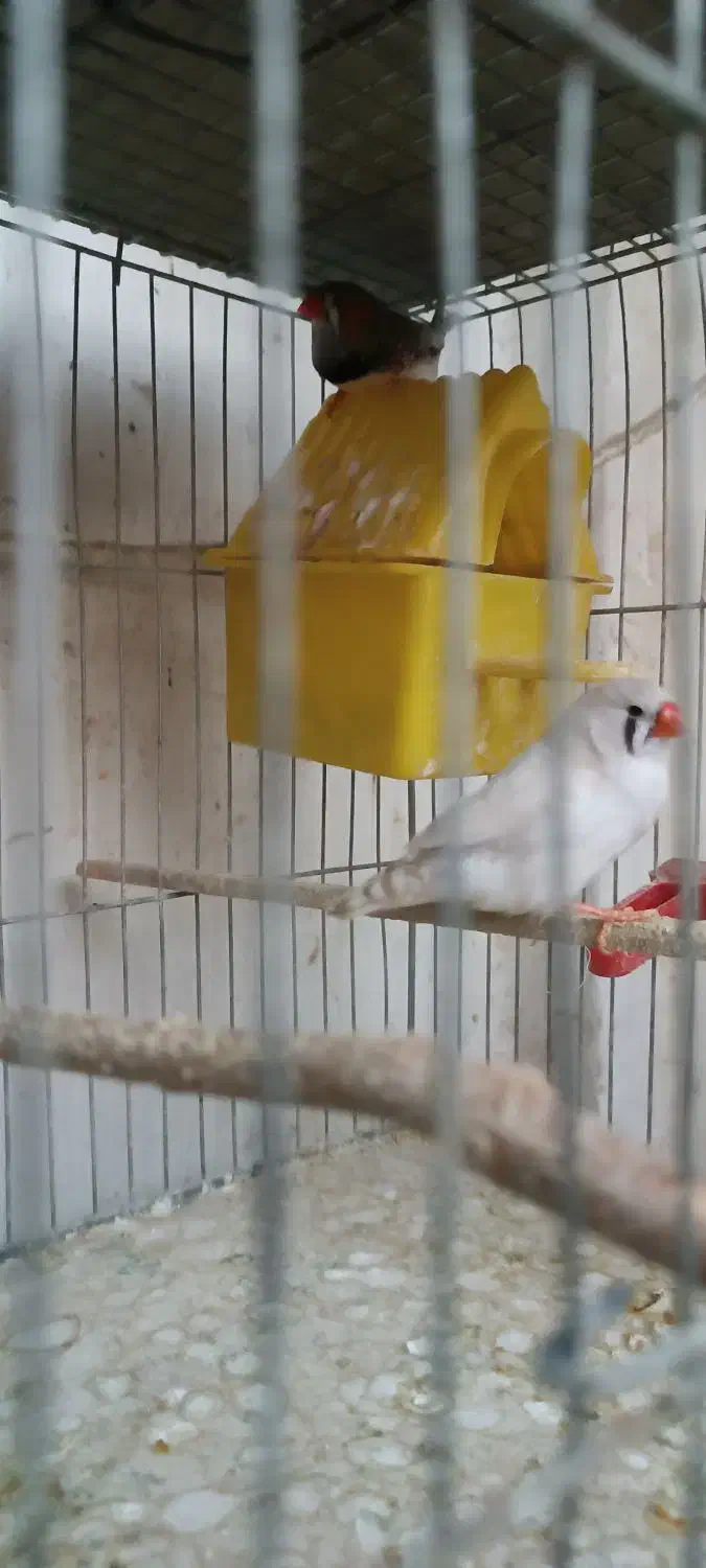 فروش تعدادی فنچ و مرغ عشق|پرنده|فردیس, فرامرزیه|دیوار