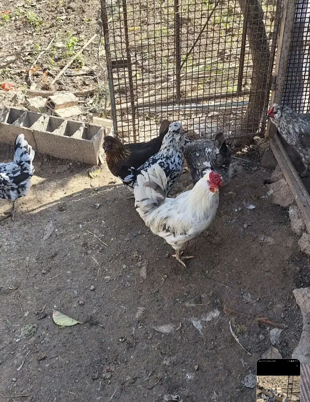 تخم نطفه دار گلین لری اصیل چهل تاج|حیوانات مزرعه|گرگان, |دیوار