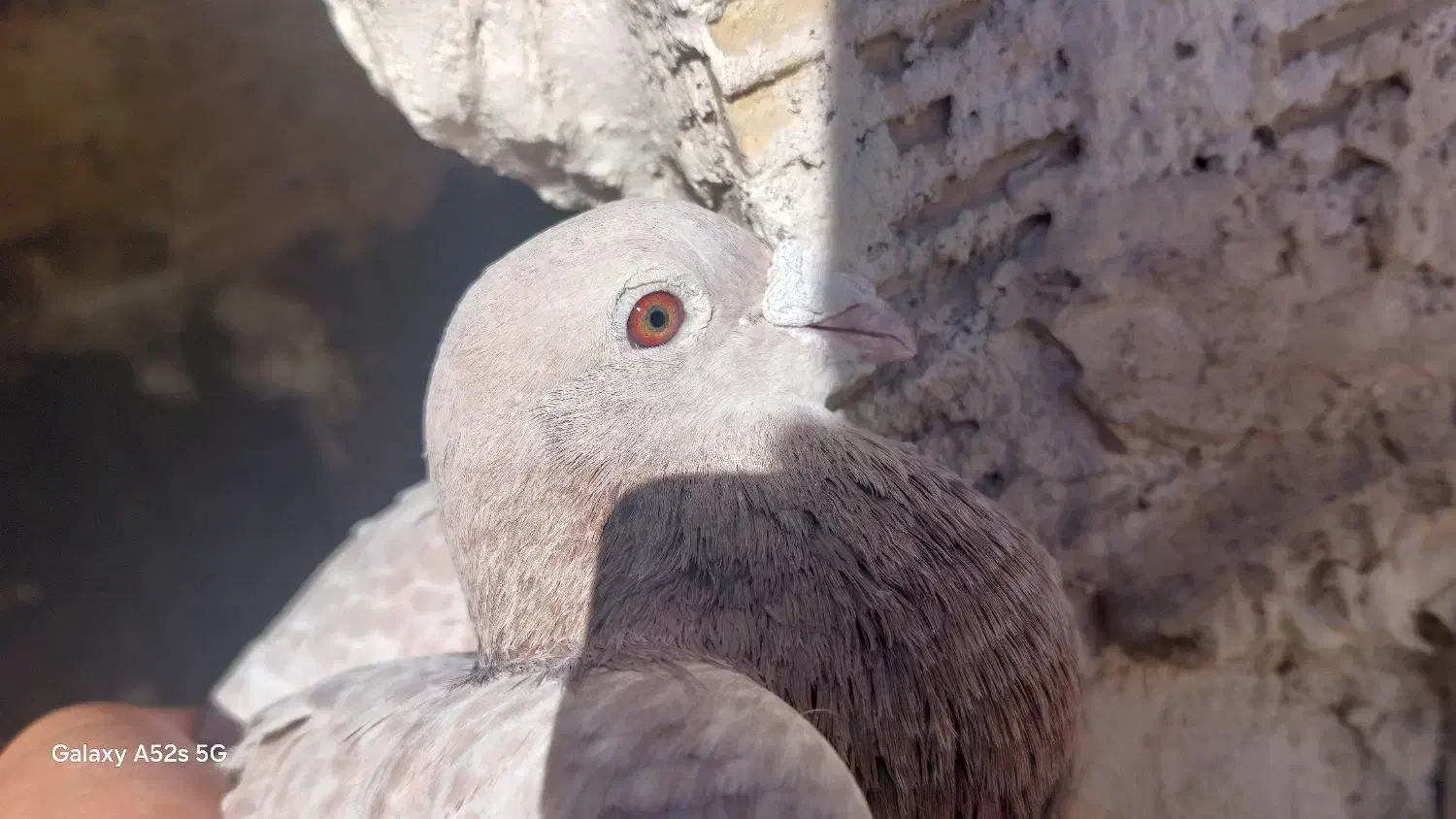 کفتر المانی نر مسافتی|پرنده|مشهد, شهرک رازی (شهرک غرب)|دیوار