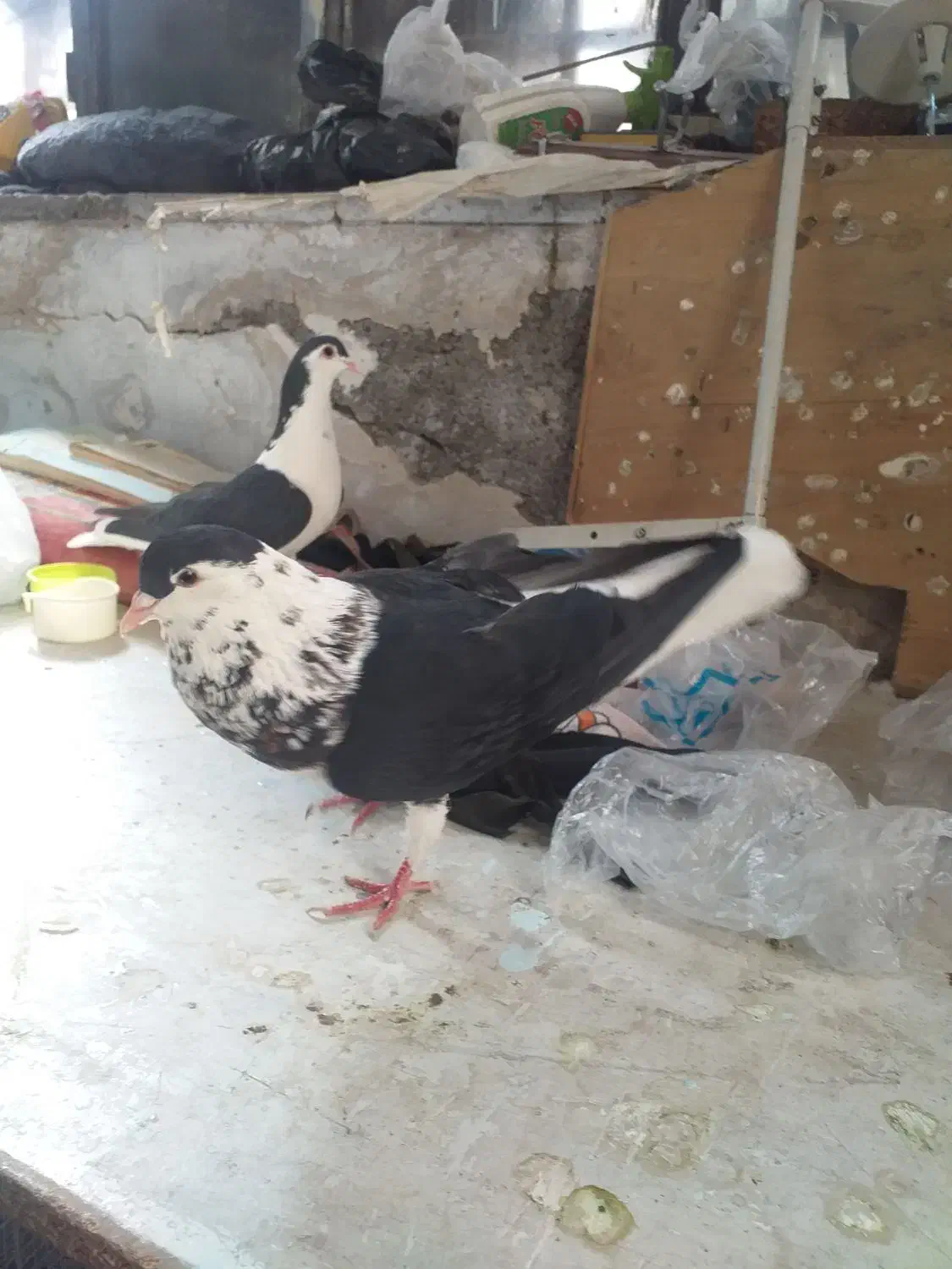 کفتر سیاه بال جفت|پرنده|مشهد, فاطمیه|دیوار