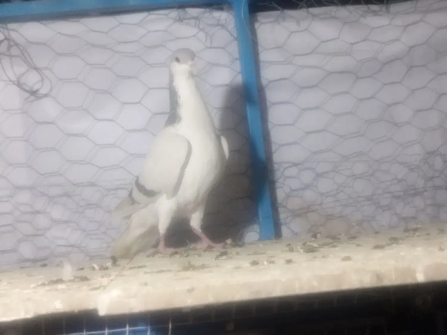 دوتا کر ماده|پرنده|خمینی‌شهر, |دیوار