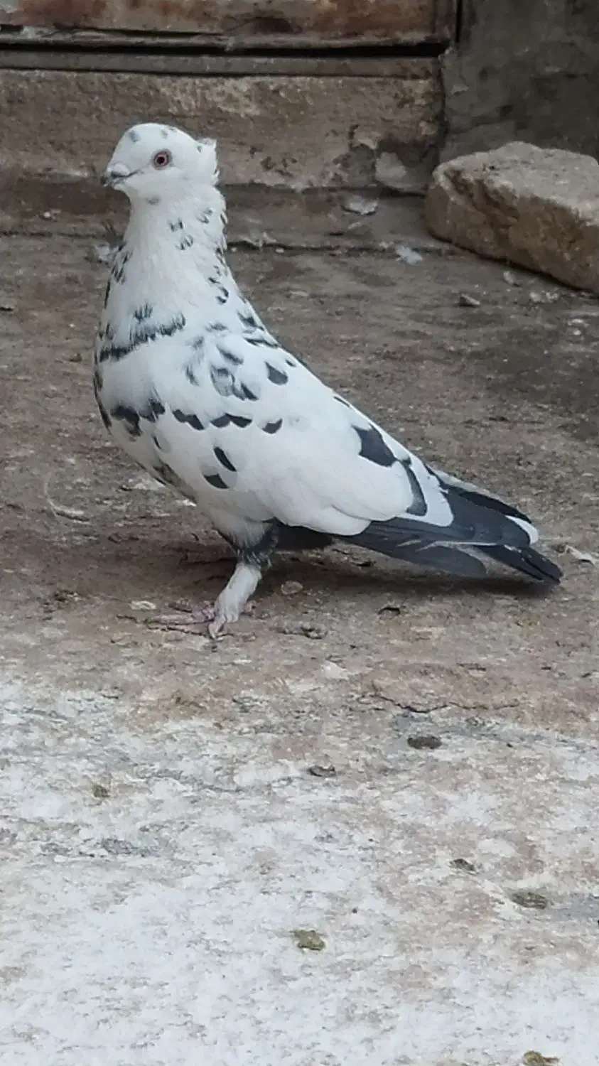 نروماده نوک ریز|پرنده|قم, کیوانفر|دیوار