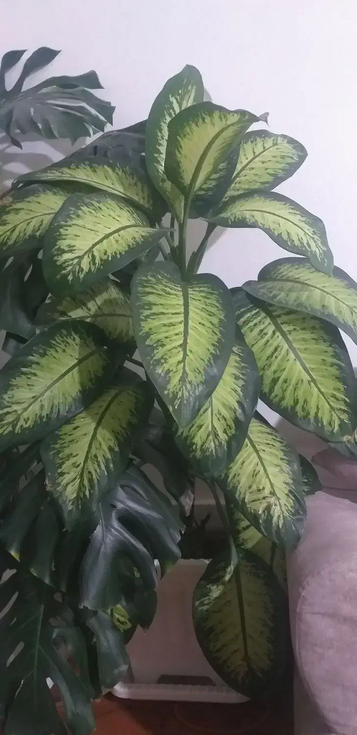 گل دیفن با غیا|گل و گیاه طبیعی|سیلوانه, |دیوار