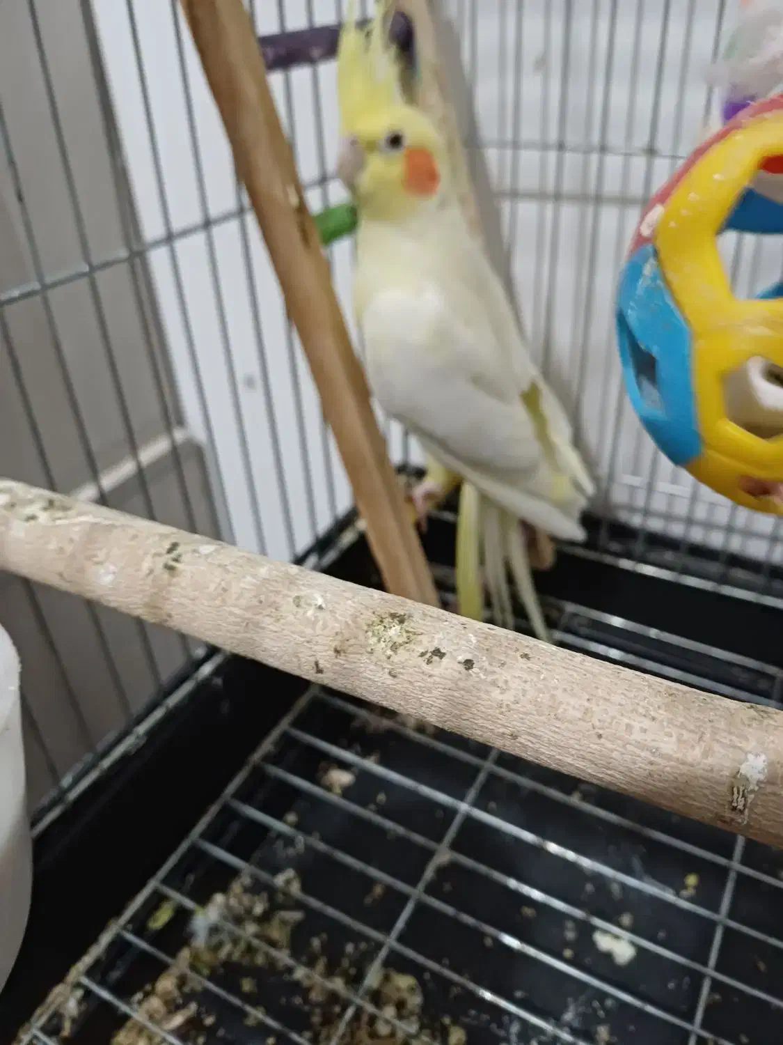 سلام یه عدد عروس هلندی به فروش میرسد|پرنده|پاکدشت, پاکدشت (مامازند)|دیوار