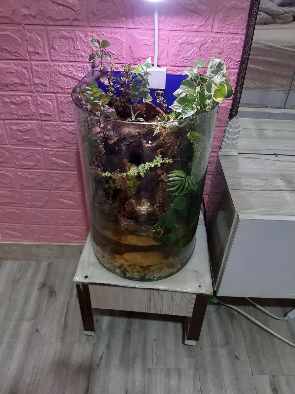 پالاداریوم (اکواریوم)|گل و گیاه طبیعی|یزد, |دیوار