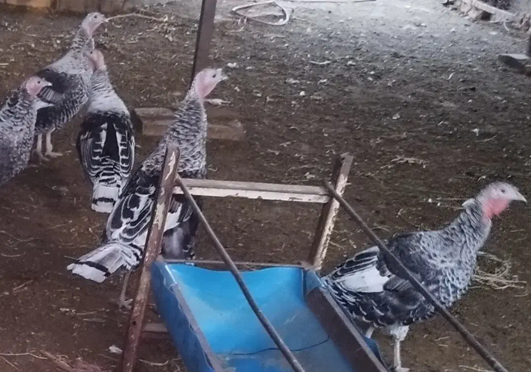 فروش بوقلمون نر و ماده|حیوانات مزرعه|بشاریات, |دیوار