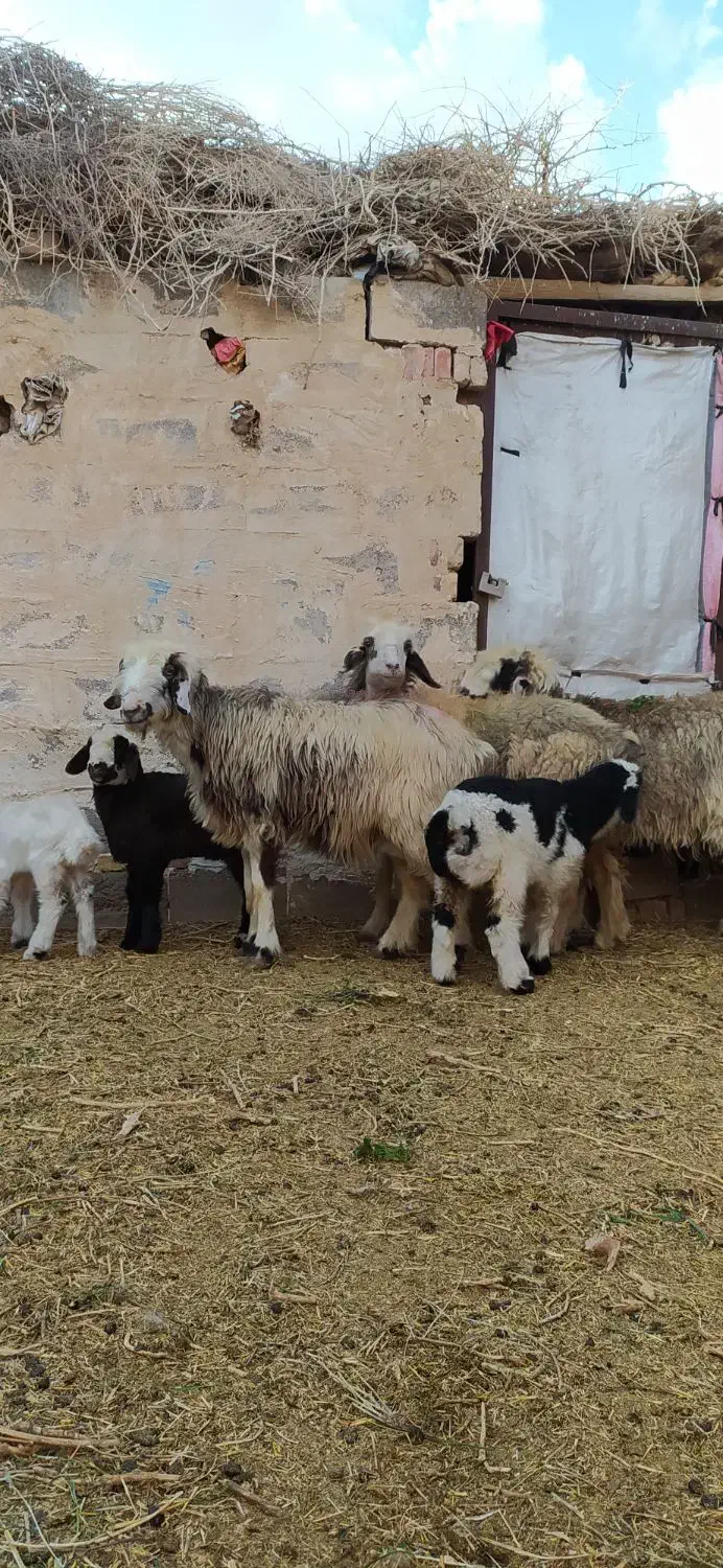 3رس میش بختیاری اصل تک بره و جفت بره|حیوانات مزرعه|کرمان, |دیوار