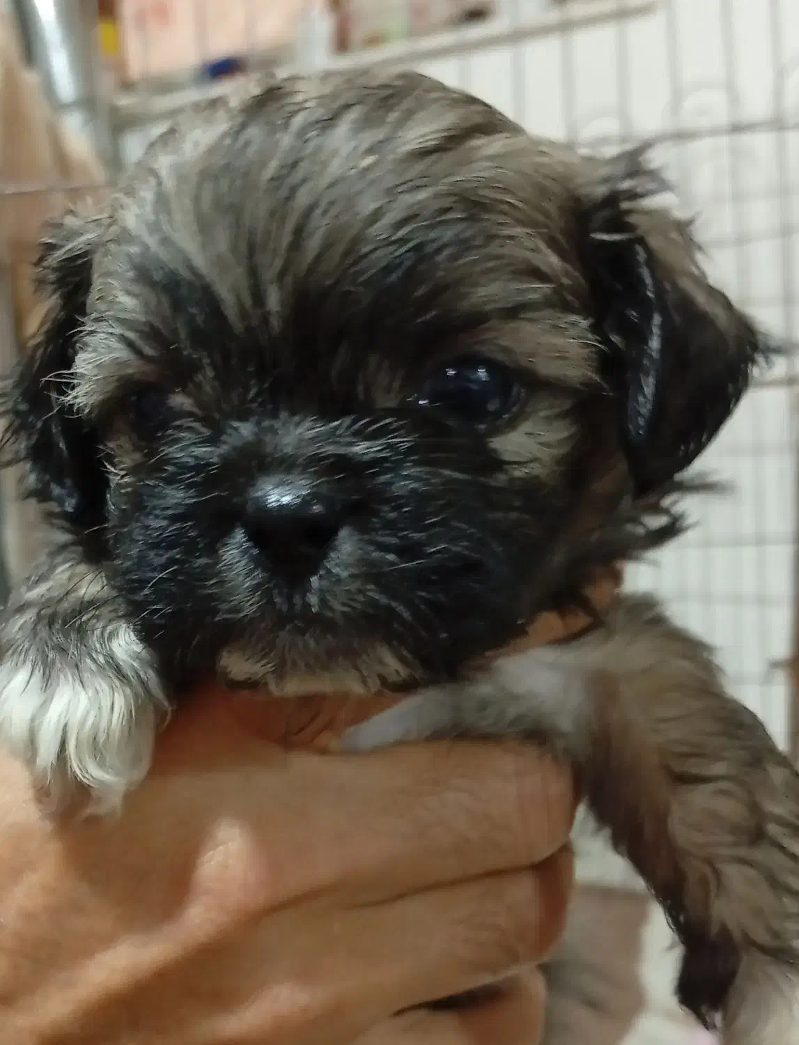 پکنیز شیتزو|سگ|بندر انزلی, شانگهای پرده|دیوار