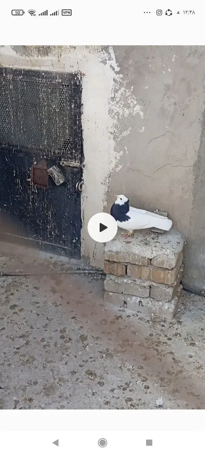 طوقی سیاه نر|حیوانات|تاکستان, |دیوار