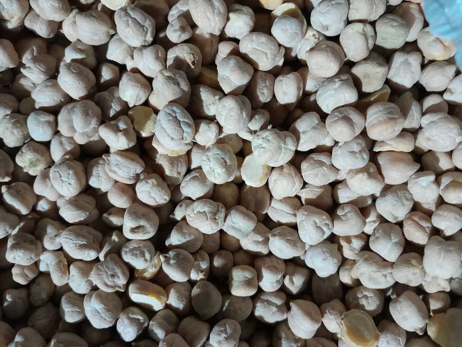 نخود سفید خوش پخت|عمدهفروشی|اسلامشهر, مظفریه|دیوار