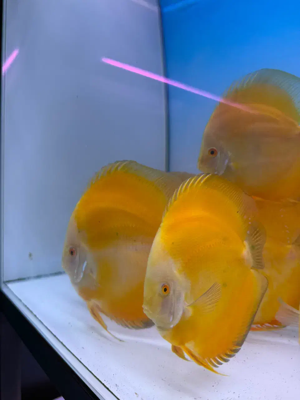 تهران دیسکس فروش دیسکس و تجهیزات اکواریوم پلنت|ماهی|تهران, ستارخان|دیوار