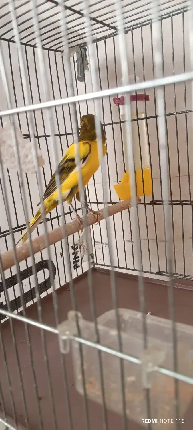 قناری یکسر|پرنده|مشکین‌دشت, |دیوار