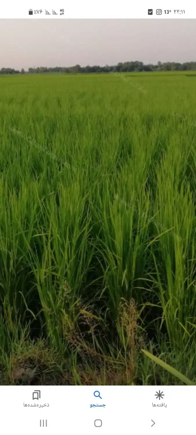 برنج علی کاظمی|عمده‌فروشی|بیرانوند, |دیوار