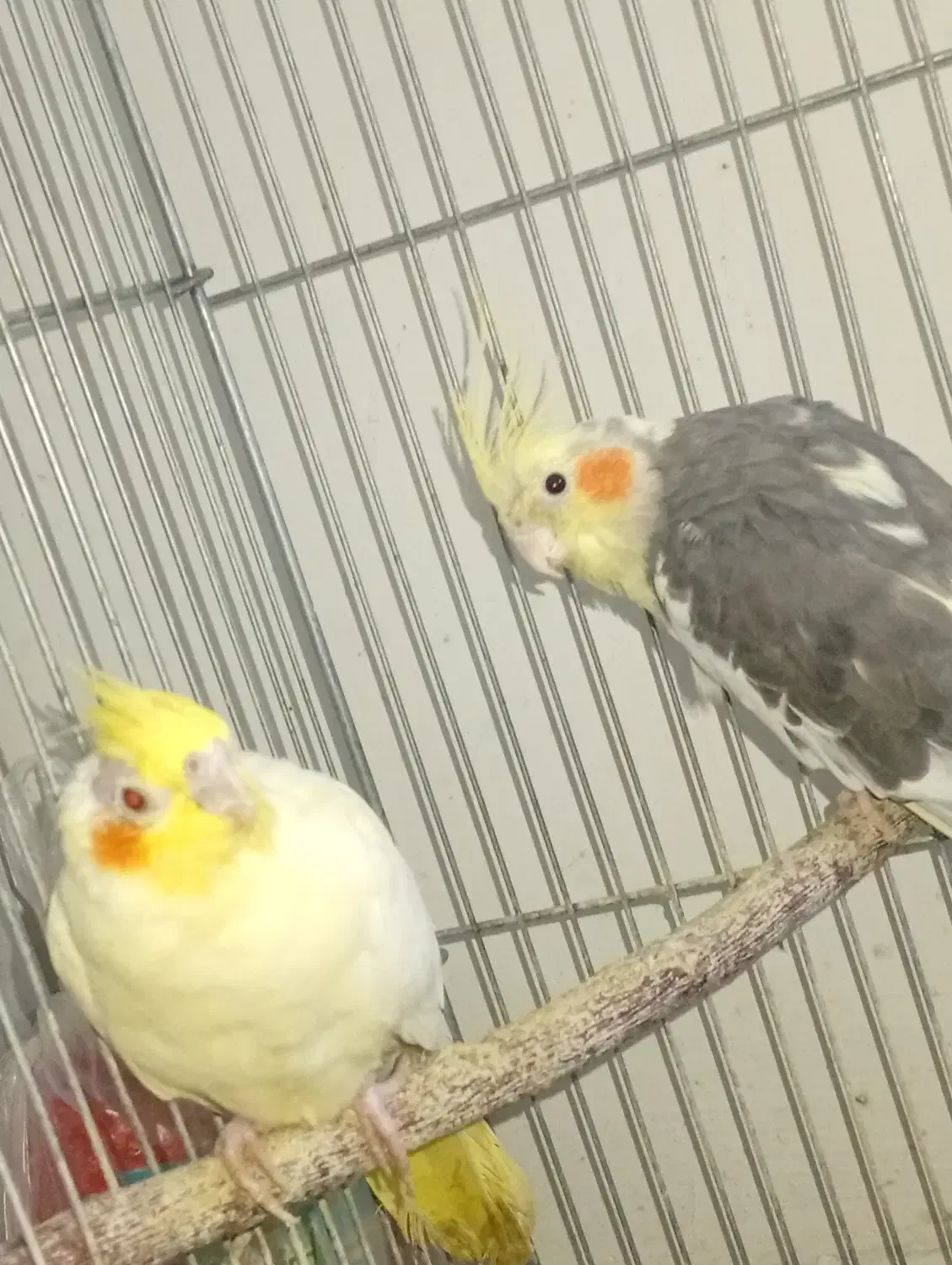 عروس هلندی|پرنده|قرچک, شهرک طلائیه|دیوار