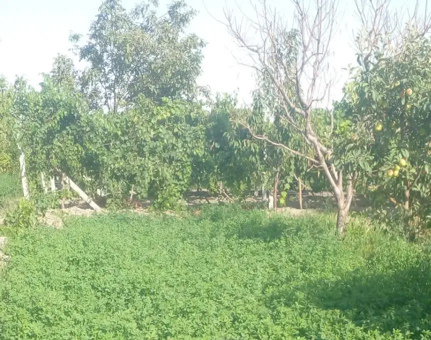 باغچه|فروش زمین و ملک کلنگی|نوشین شهر, |دیوار