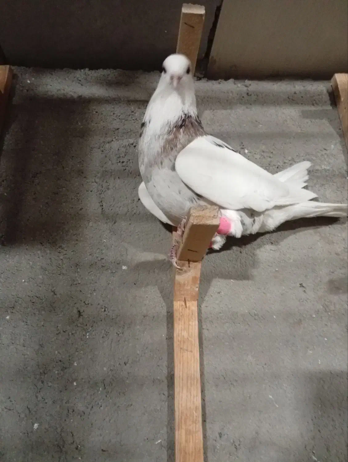 کلاغ سبز ترکه سرخ وچند تا رنگه خوشگل شهرستانی|پرنده|مشهد, قائم|دیوار