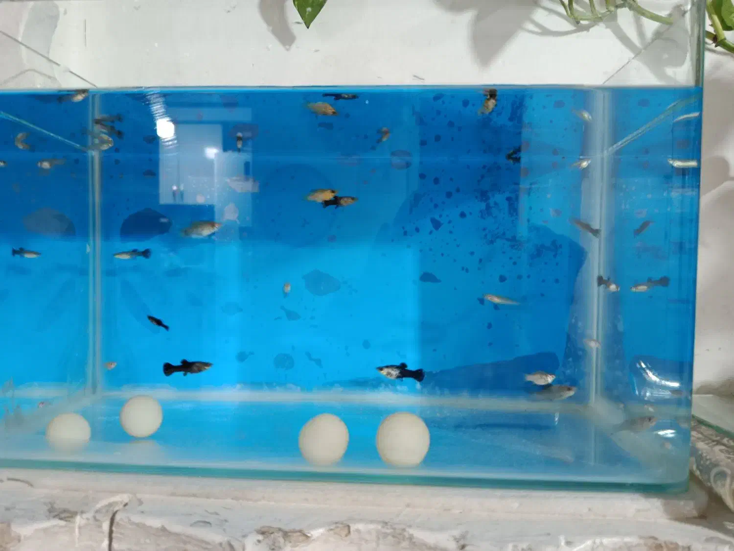 ماهی گوپی مولی|ماهی|بروجرد, |دیوار