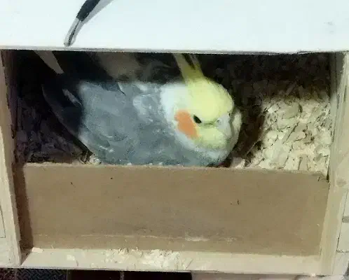 عروس هلندی مولد|پرنده|آبدانان, |دیوار