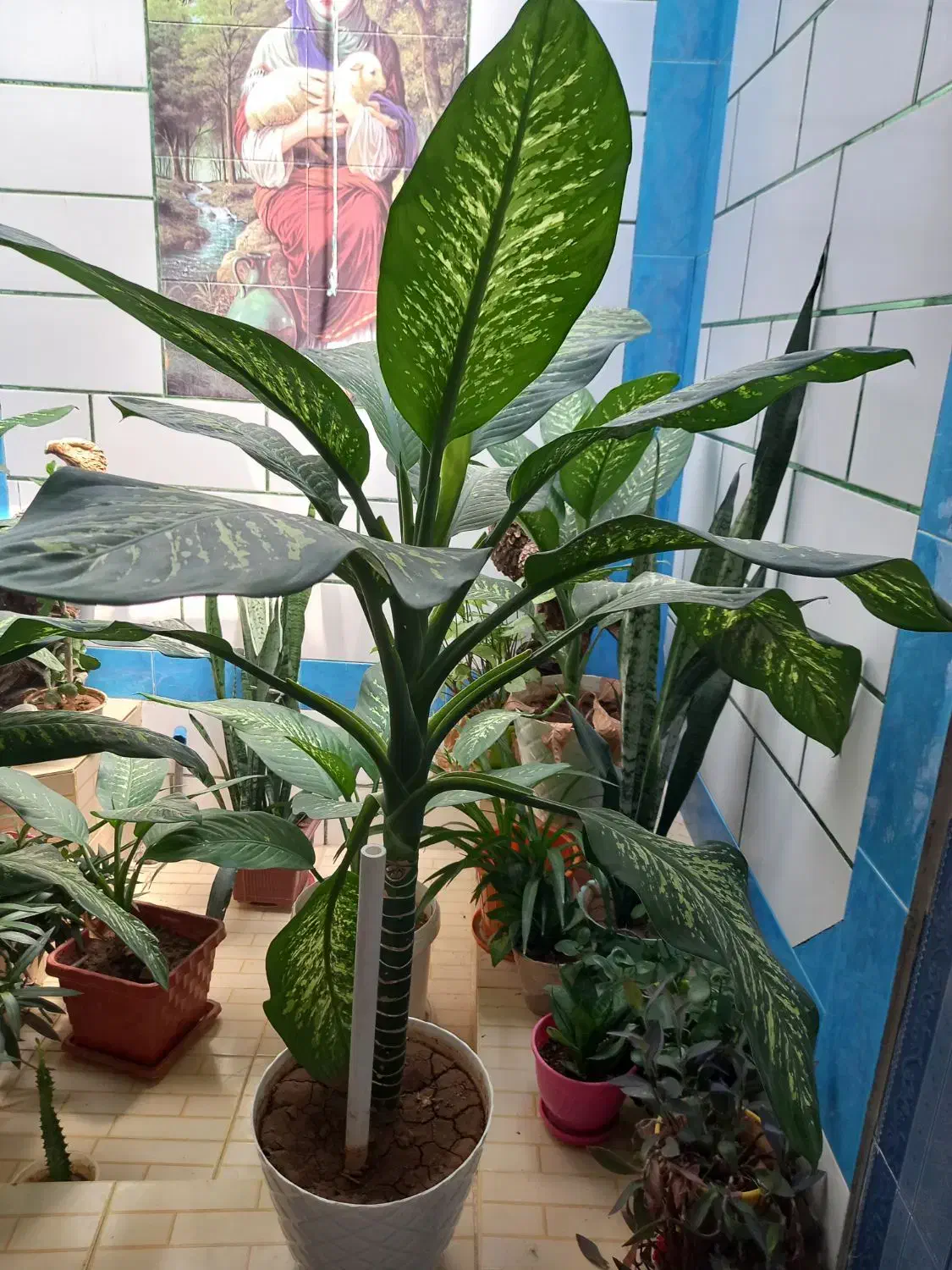 فروش گلهای دیفن|گل و گیاه طبیعی|یاسوج, |دیوار