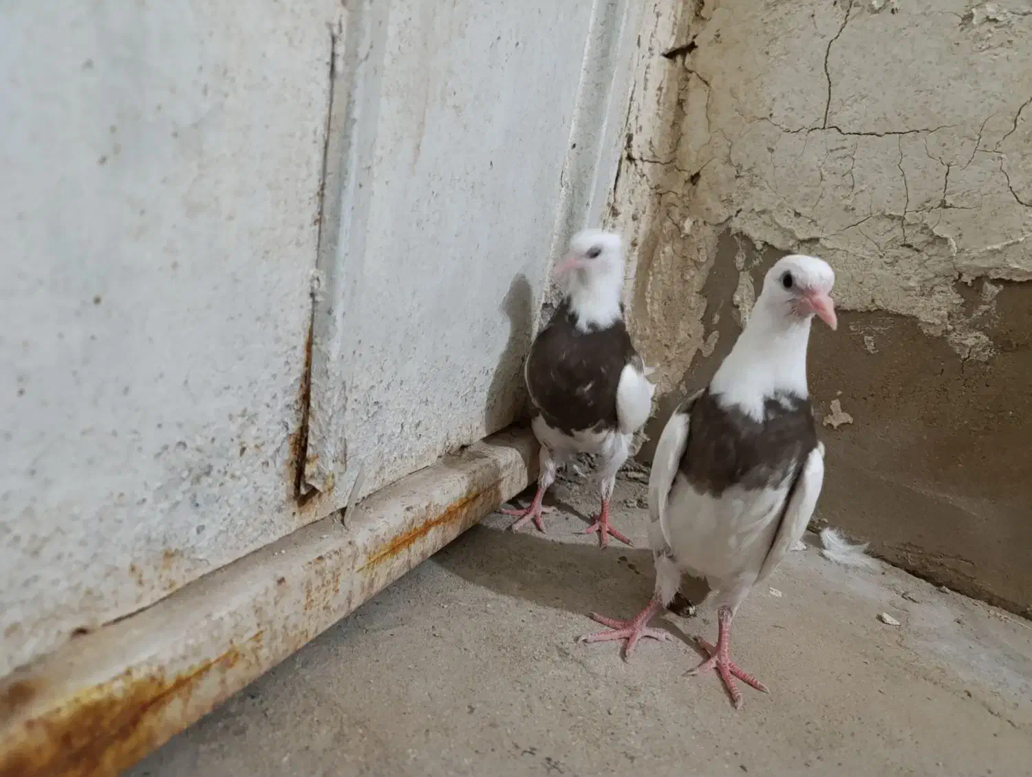 جفت طوقی|پرنده|لامرد, |دیوار