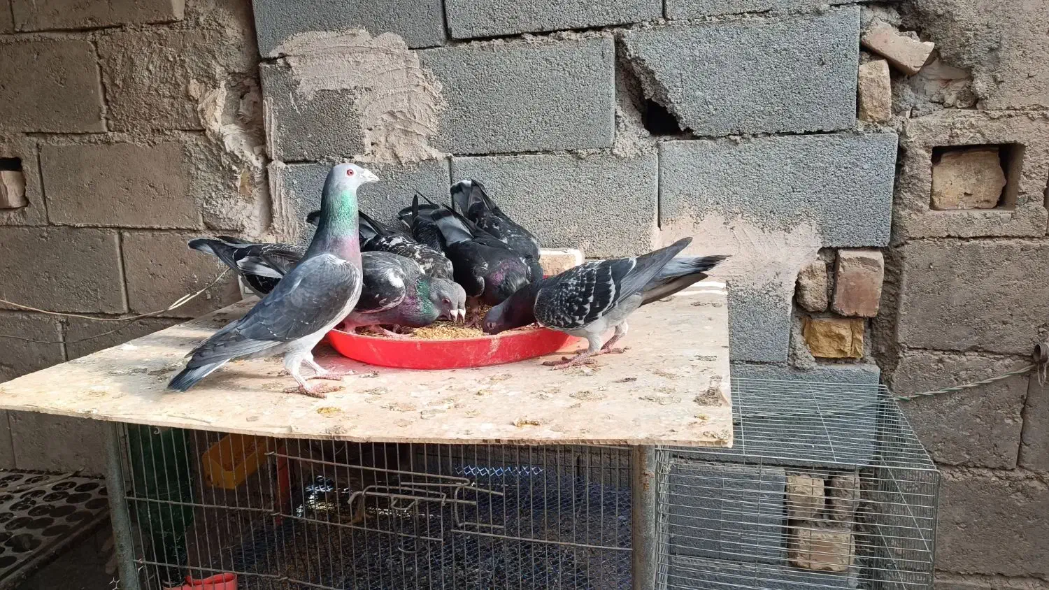 پلاکی نر|پرنده|دهاقان, |دیوار