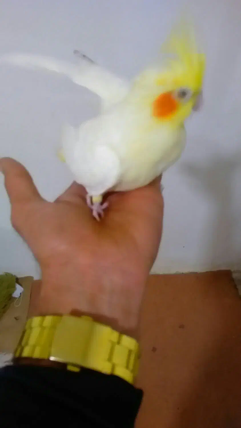 عروس هلندی مادرپسر|پرنده|تاکستان, |دیوار