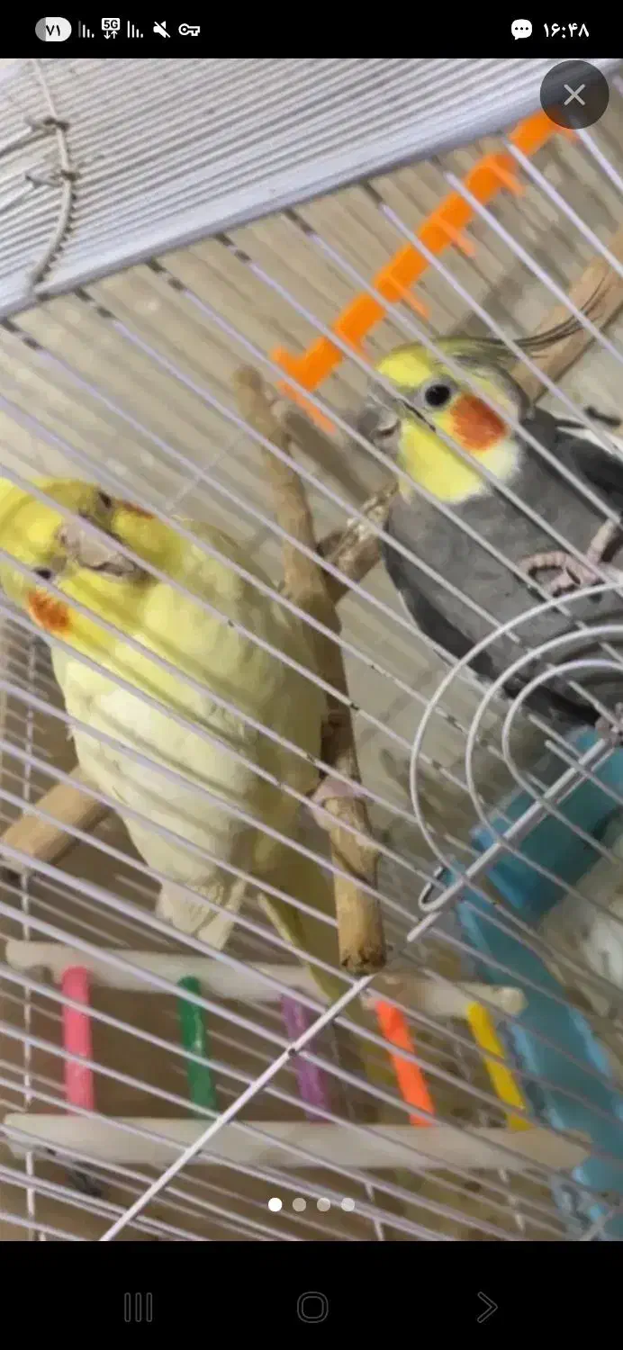 پرنده|پرنده|مسجد سلیمان, |دیوار