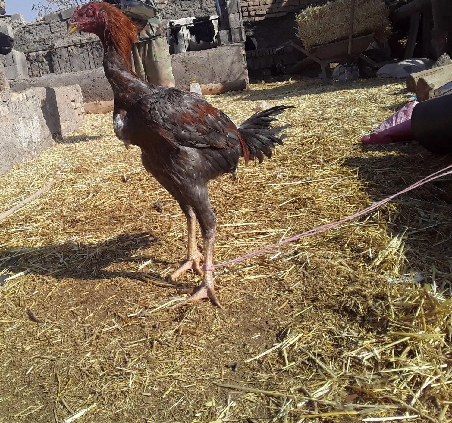 مرغ خروس لاری|حیوانات مزرعه|تربت جام, معدآباد|دیوار