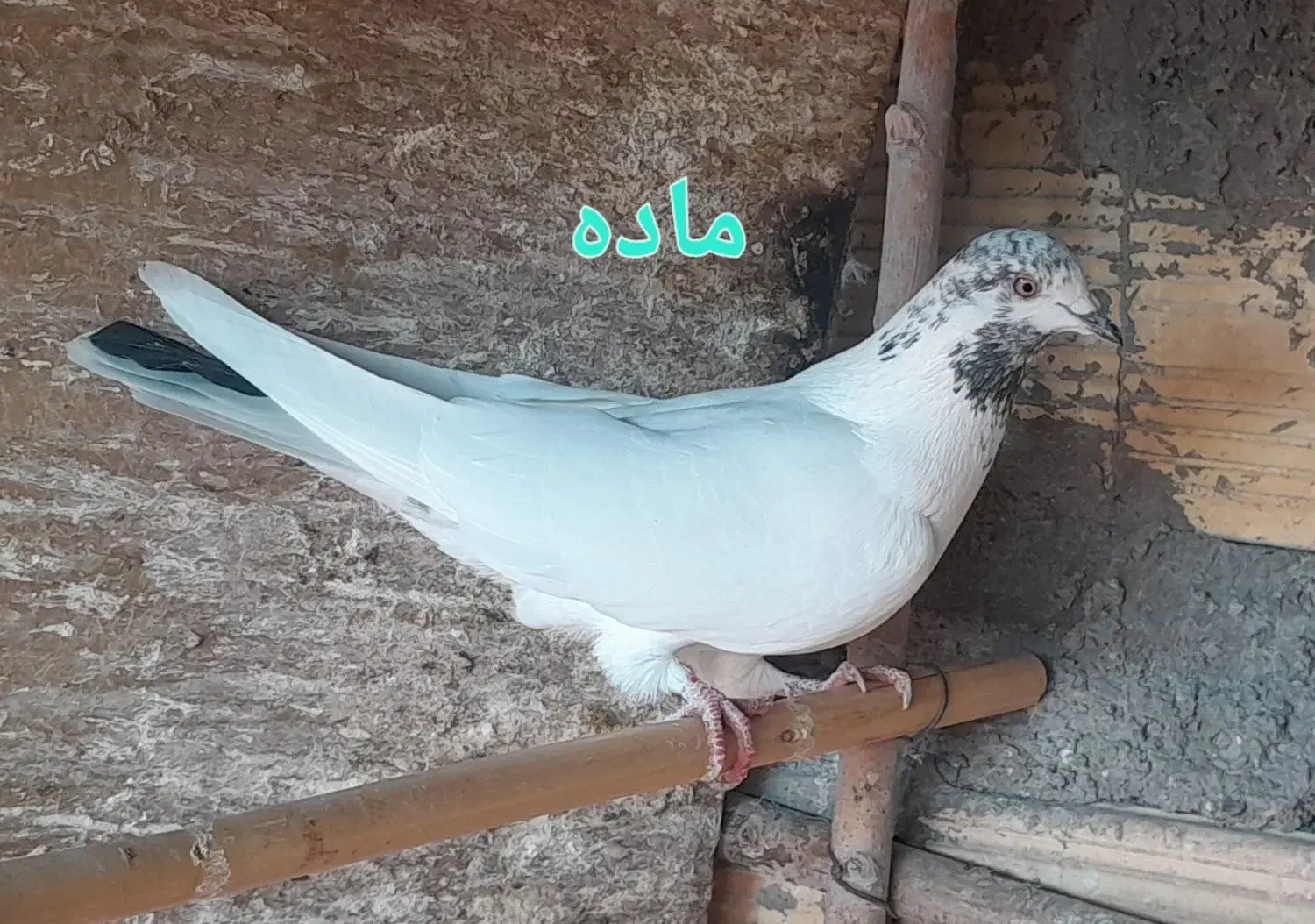 کبوتر|پرنده|زنجان, |دیوار