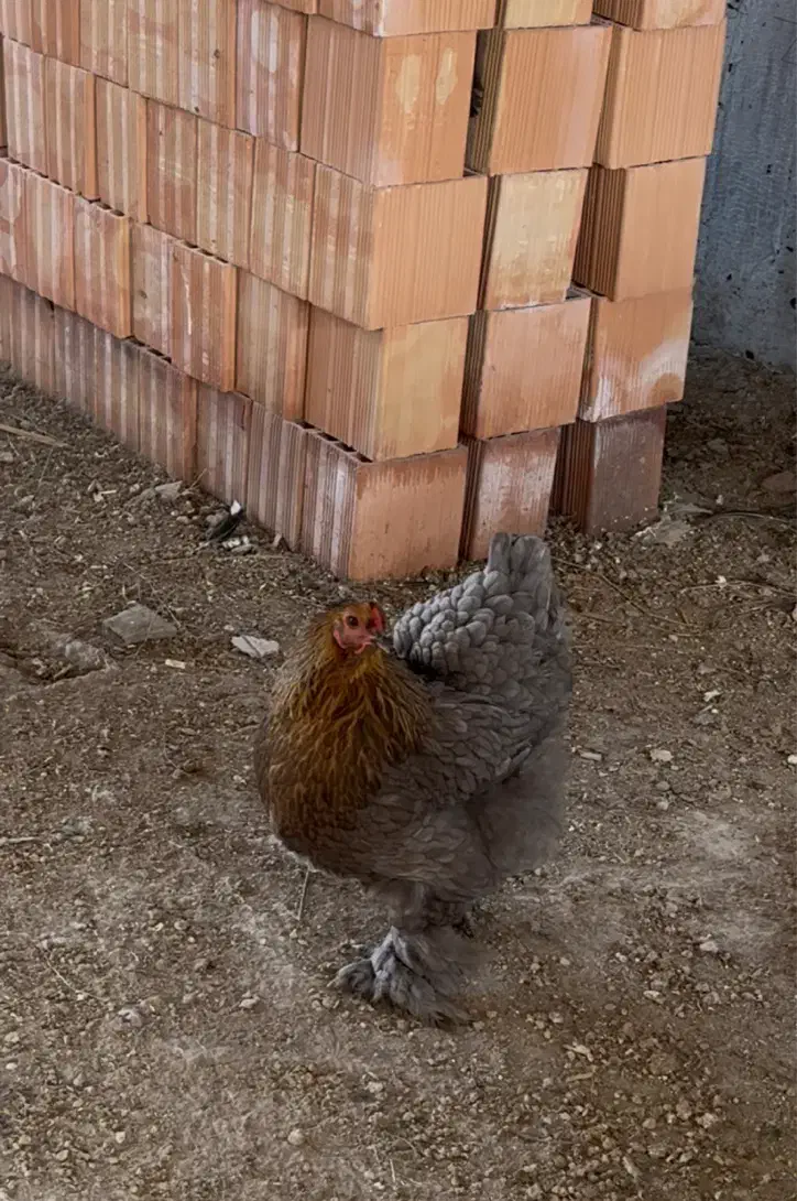 مرغ برهما تخم گذار|حیوانات مزرعه|قائم‌شهر, |دیوار