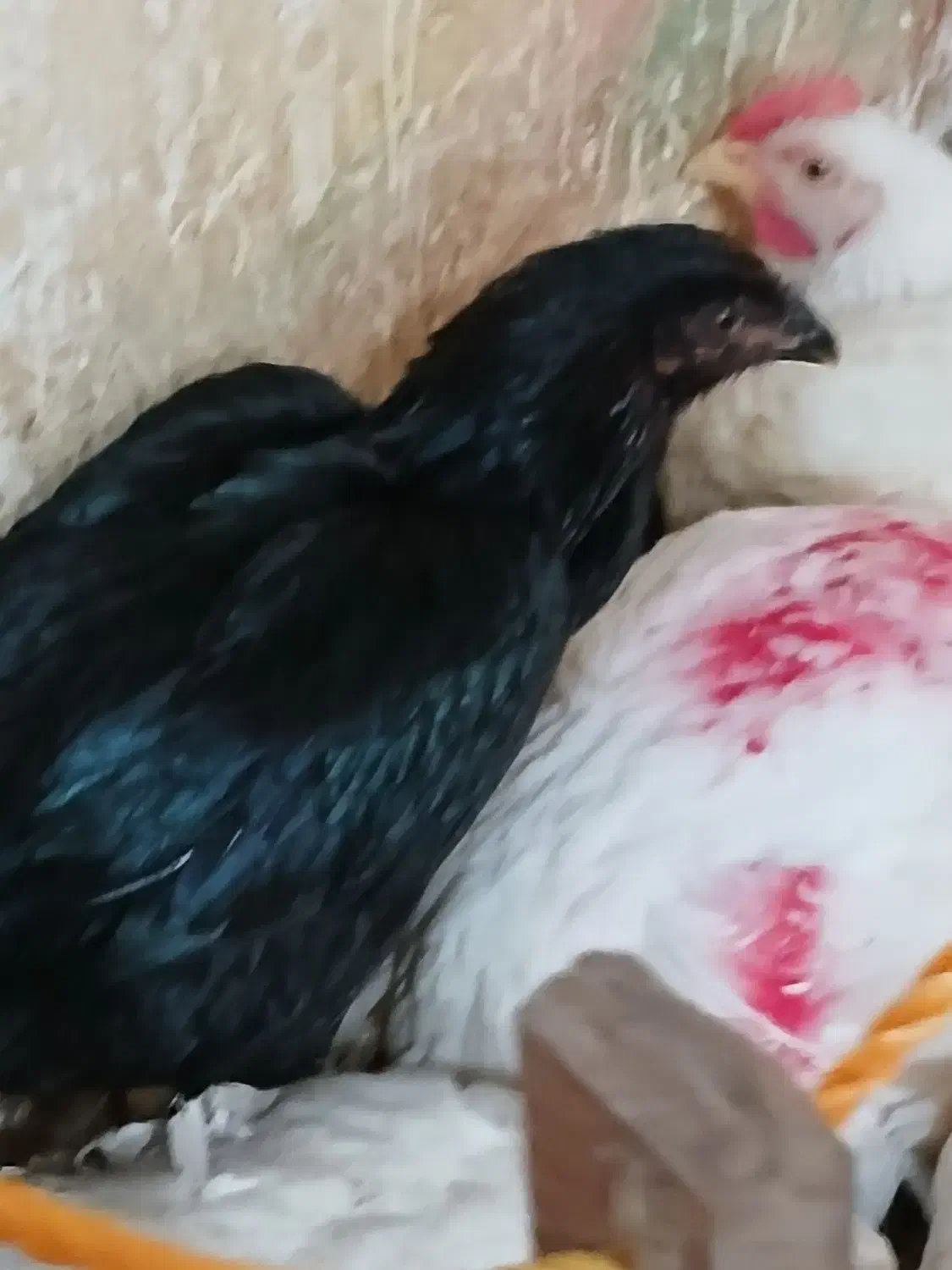 مرغ سیاه|حیوانات مزرعه|بوکان, |دیوار