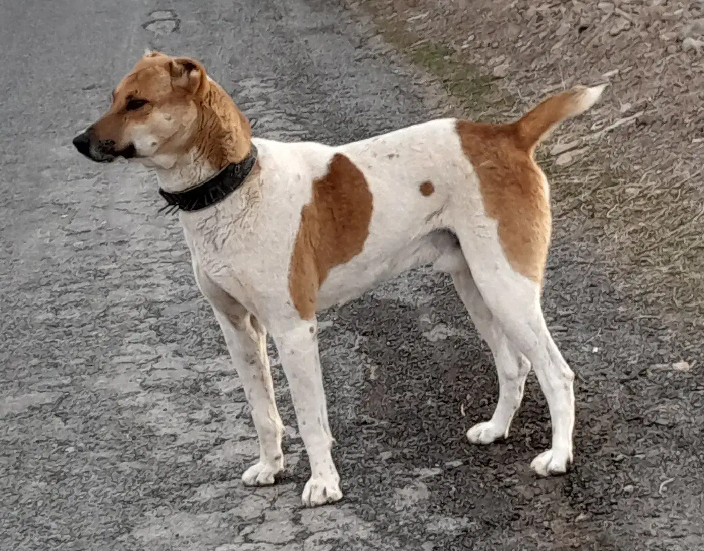 سگ گله|سگ|درمیان, |دیوار