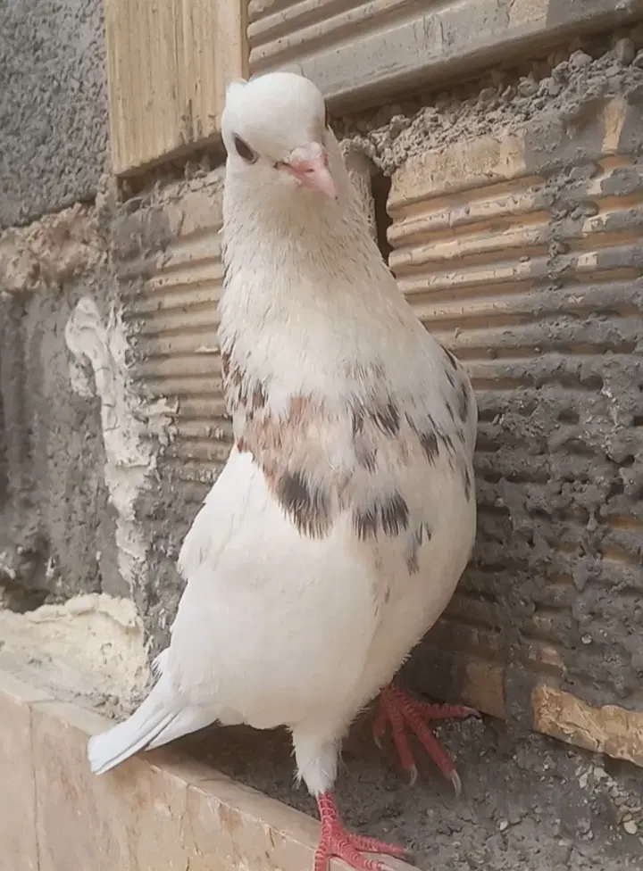 1234|پرنده|رودشت (چهارمحال و بختیاری), |دیوار