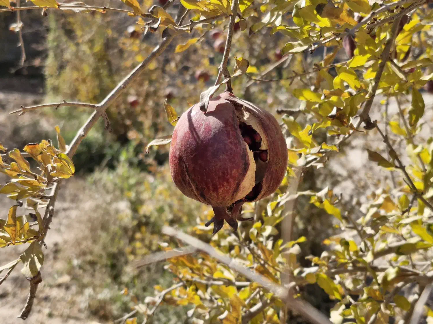 انار ترک خرده واسه رب انار|خوردنی و آشامیدنی|شاهین‌شهر, گرگاب|دیوار