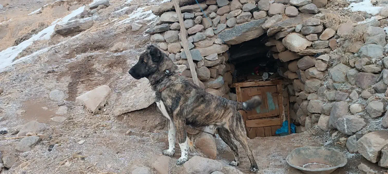 سگ کانگال|سگ|اسکو, |دیوار