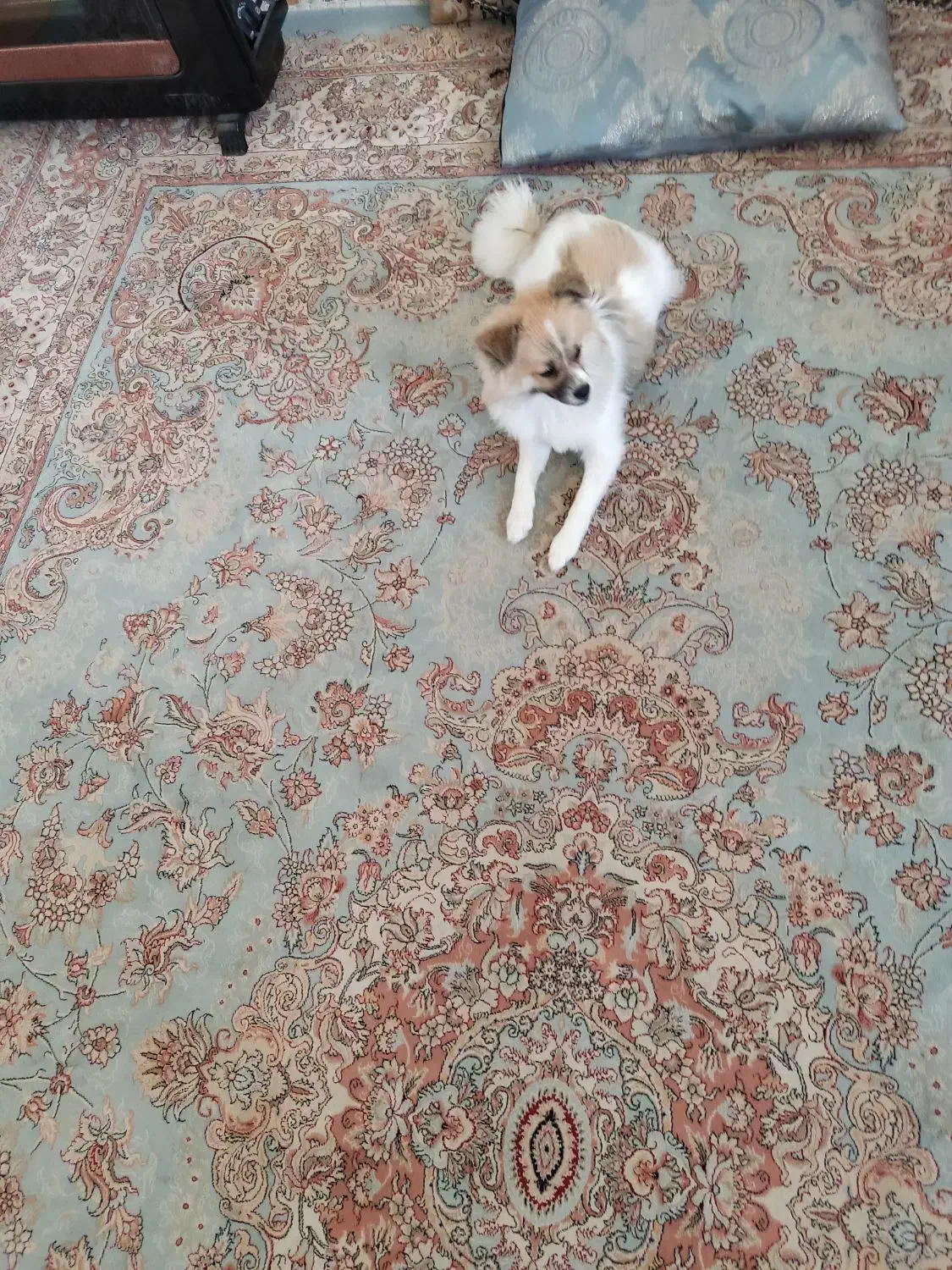 سگ پامر اشپیتز ۷ ماهه، ماده|سگ|شاهرود, |دیوار