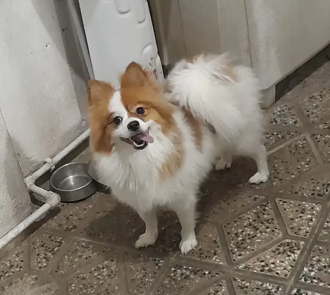 سگ پامر|سگ|بروجرد, |دیوار