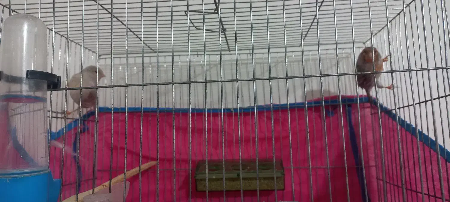 فروش قناری س حال ومست بخون|پرنده|تاکستان, |دیوار