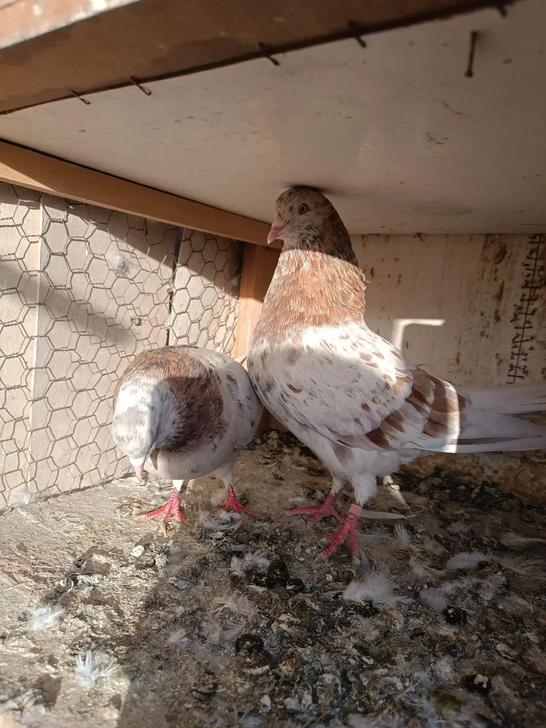 شازده .سرور|پرنده|رباطکریم, نصیرشهر|دیوار