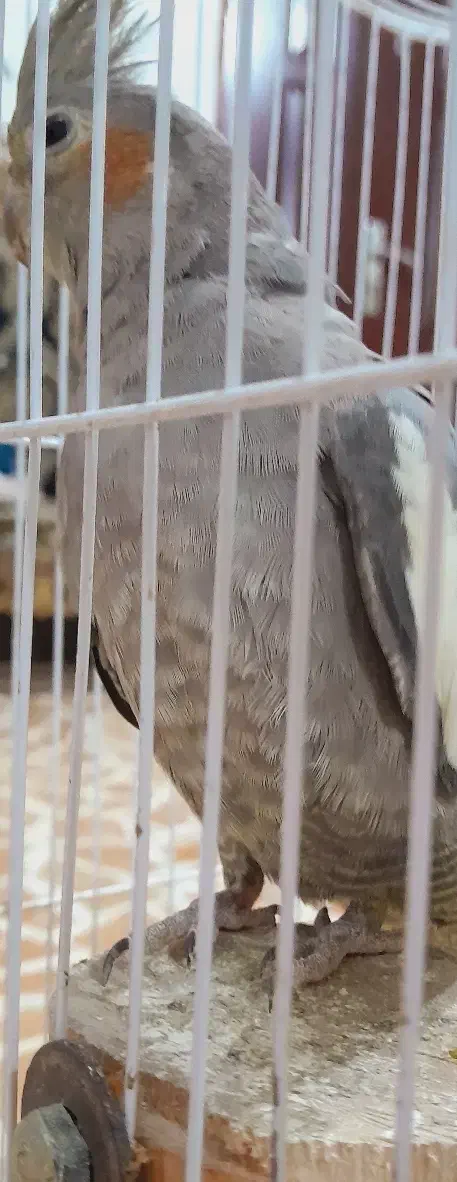 عروس هلندی|پرنده|رضوانشهر, |دیوار