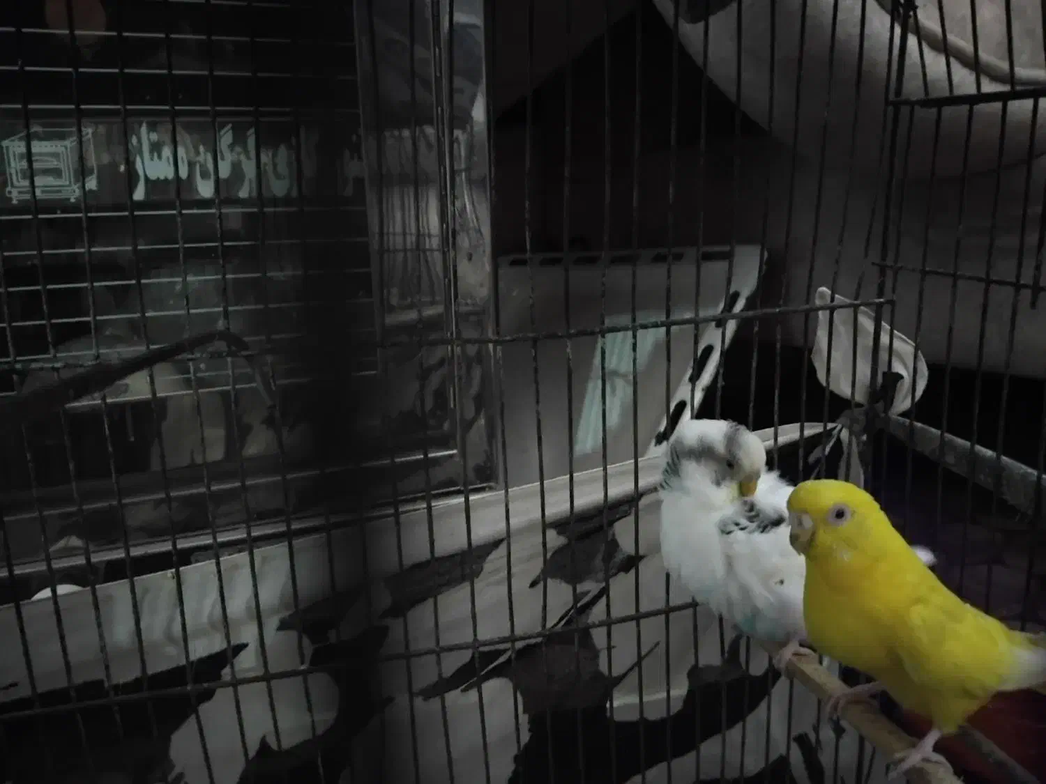 مرغ عشق|پرنده|گرگان, |دیوار