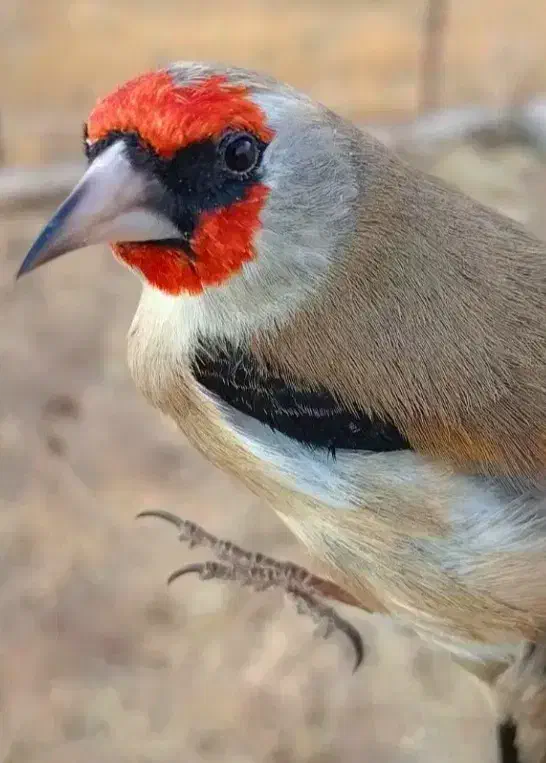 سهره سقا دورگ کرمونی|پرنده|کرمان, |دیوار