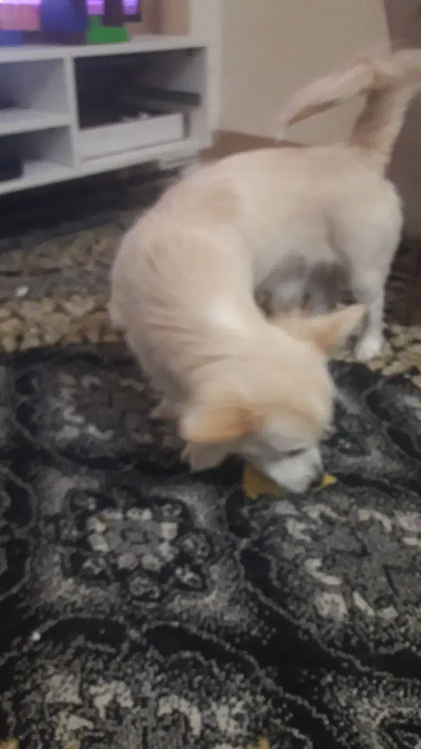 سگ شیتزو پامر|سگ|آبادان, |دیوار