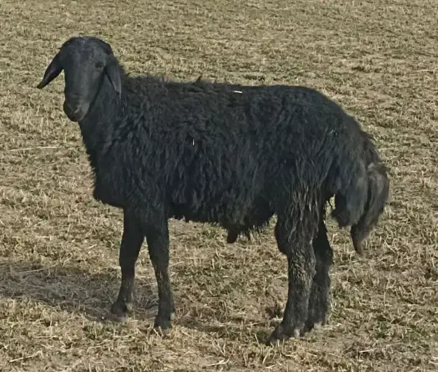 بره قوچ قره قزل افشاری|حیوانات مزرعه|لالجین, |دیوار