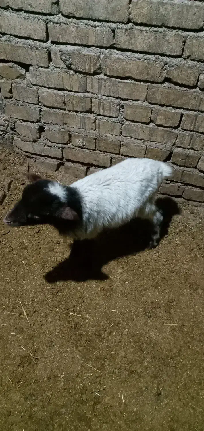 بره شیری 5ملیون|حیوانات مزرعه|قلقل رود, |دیوار